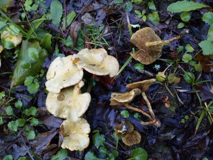 DSC_0804.JPG