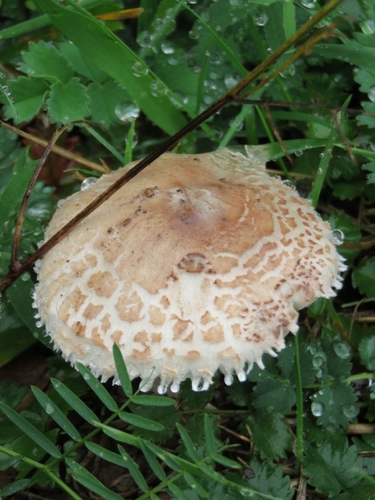 Macrolepiota excoriata (forme écailleuse) 04 OCT 2019 DRUELLE (4).JPG