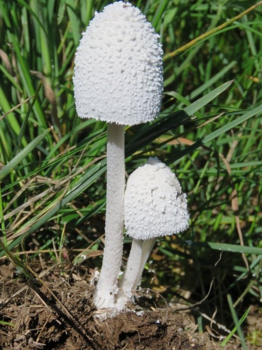 Leucocoprinus cretaceus 06 MAI 2020 ONET-LE-CHATEAU (4).JPG