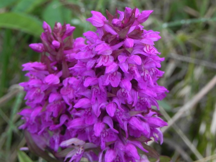 DSCN8284.JPG