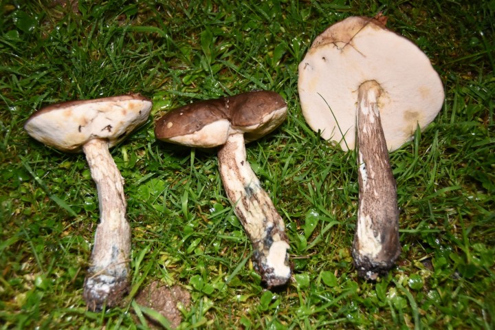 DSC_0023.JPG