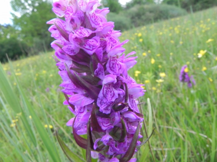 DSCN7855.JPG
