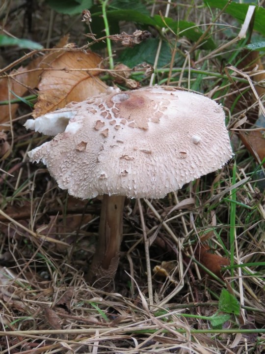 Macrolepiota sp 06 OCT 2019 QUINS (2).JPG