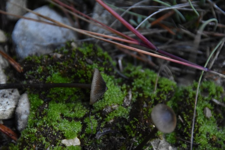DSC_0411.JPG