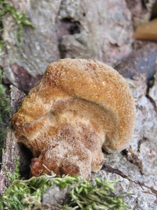 Trametes cinnabarina 09 SEPT 2019 DRUELLE (2).JPG