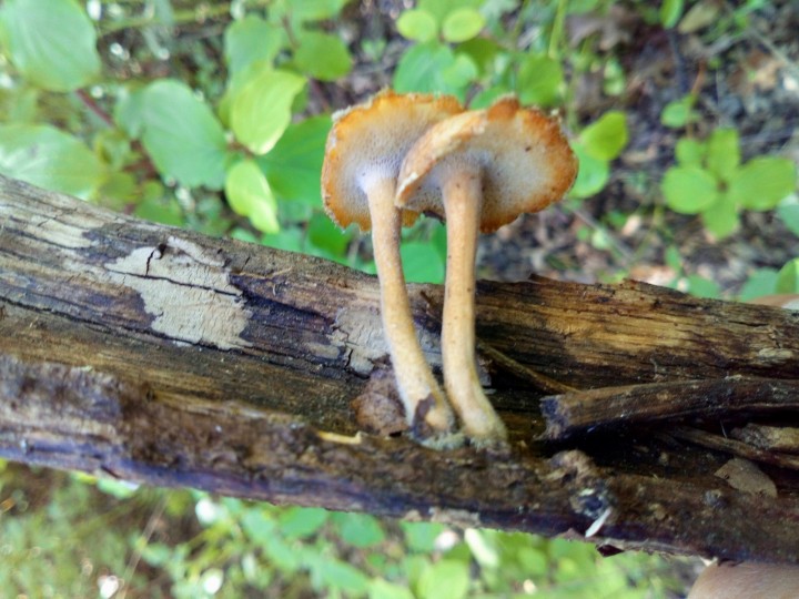 DSC_0638.JPG