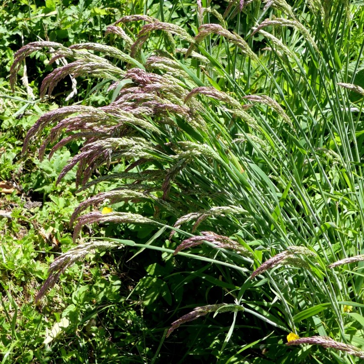 Cliquer sur l'image pour agrandir