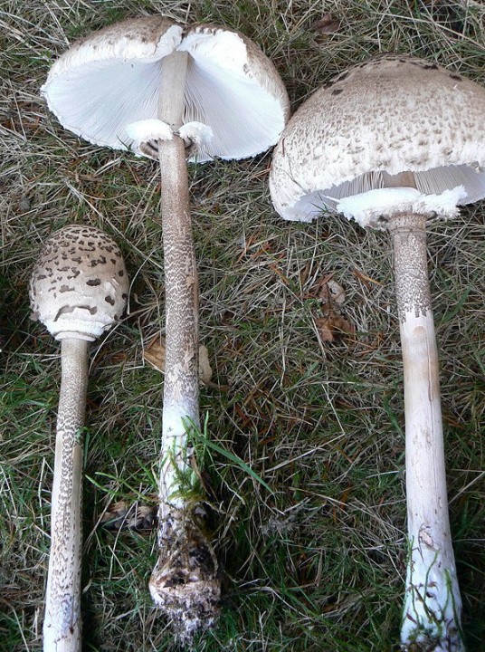 P1100749.JPG