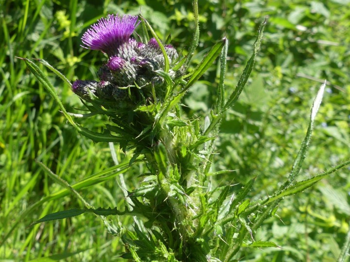 Vercors-Fessole_2020-05-19_006_DR.JPG