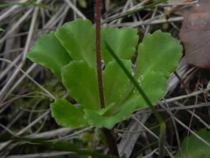 DSCN8093.JPG
