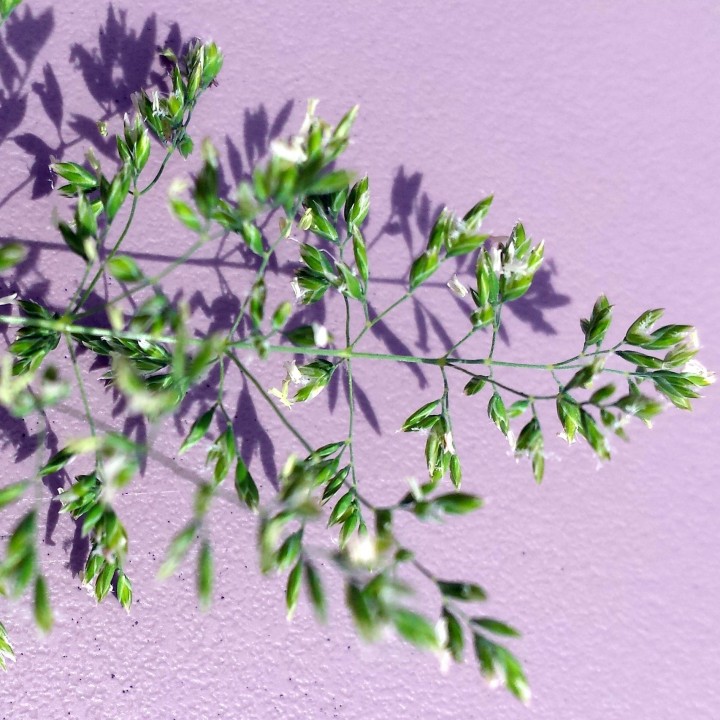 Cliquer sur l'image pour agrandir