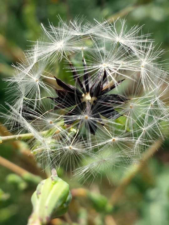 Cliquer sur l'image pour agrandir