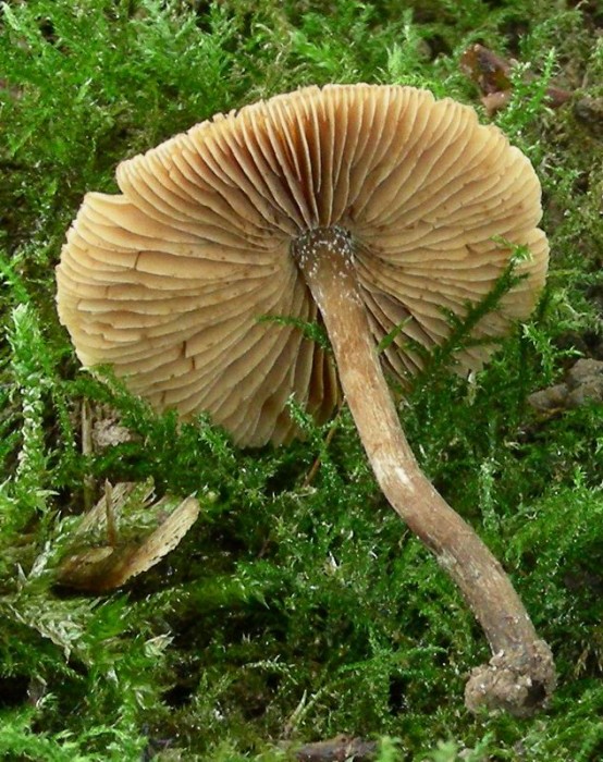 7 : Spores en citron rugueuses 9-8 X 4,5