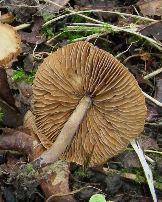 3 : Spores en citron ou allongées rugueuses 10-12 X 5,5-6