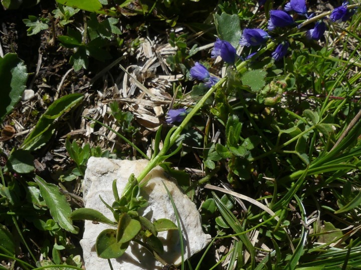 LaRuchere_2020-05-25_025_DR.JPG