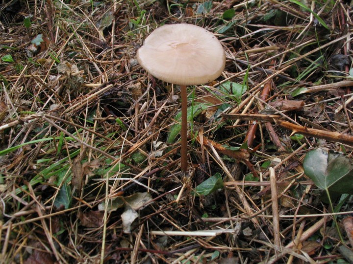 IMG_9663.jpg