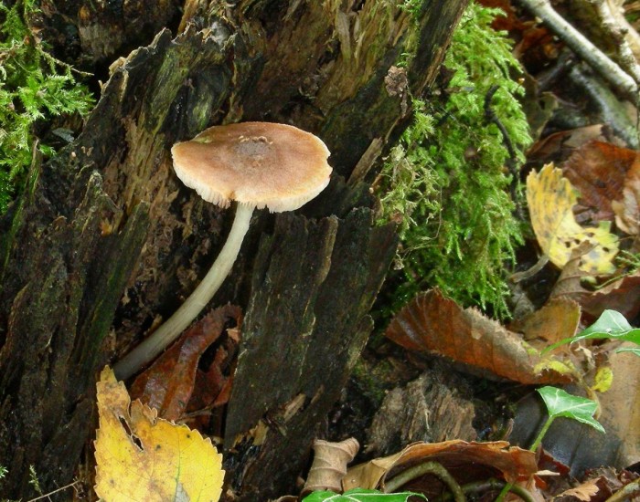 Plutée diam:3cm H:8cm