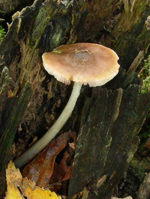 Spores arrondies 7x5,5 Cystides crochues