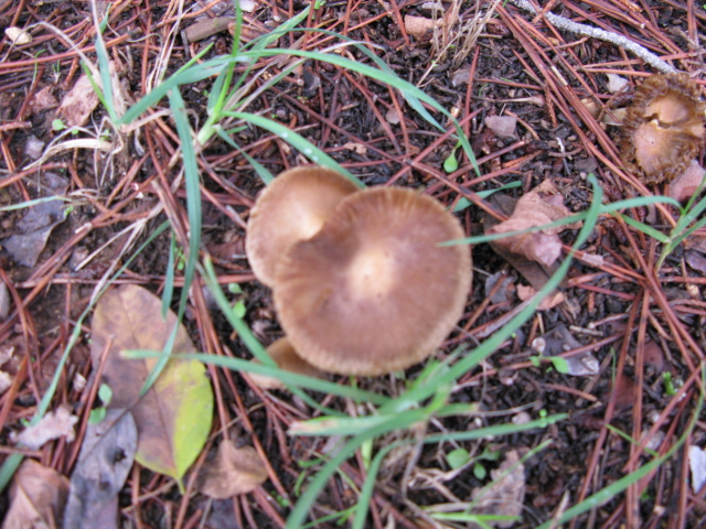 champignons 08 013.jpg