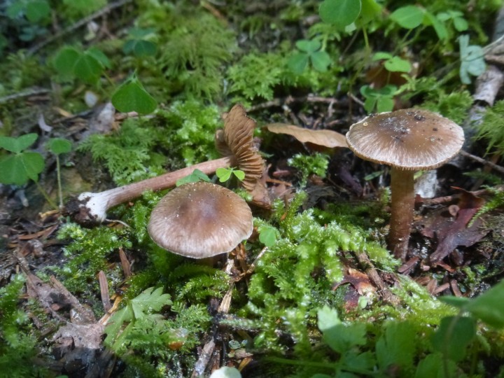 P1310133.JPG