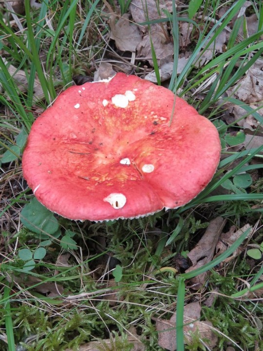 Russula maculata 01 JUIN 2020 GAGES (1).JPG