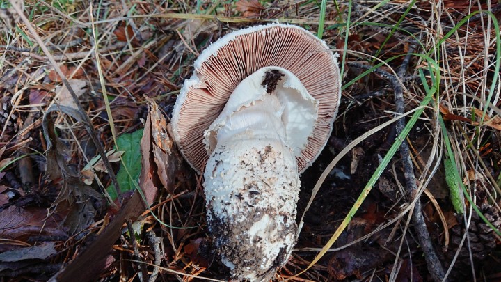 DSC_4204.JPG