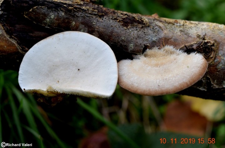 Trametes hirsuta.JPG