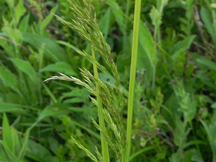 DSCN8658b.JPG