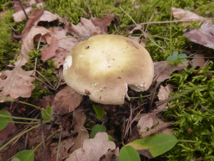 P1310351.JPG