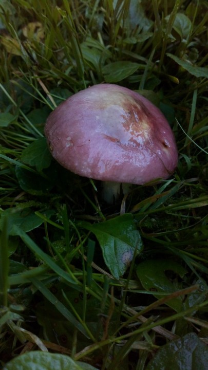 DSC_0711.JPG
