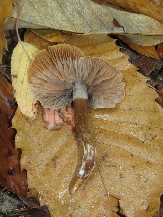 Macrocystidia cucumis 28 OCT 2019 MONTROZIER  (7).JPG