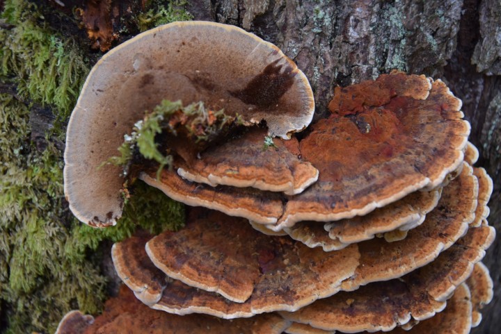 DSC_0019.JPG