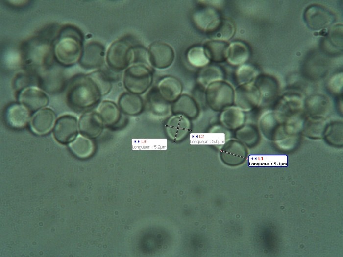 lyophyllum helvella spores.JPG