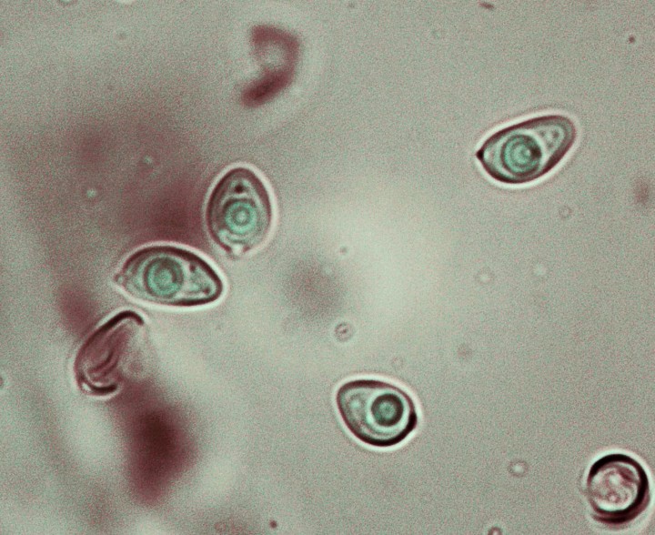 Spores ind 2020-06-16 02.jpg