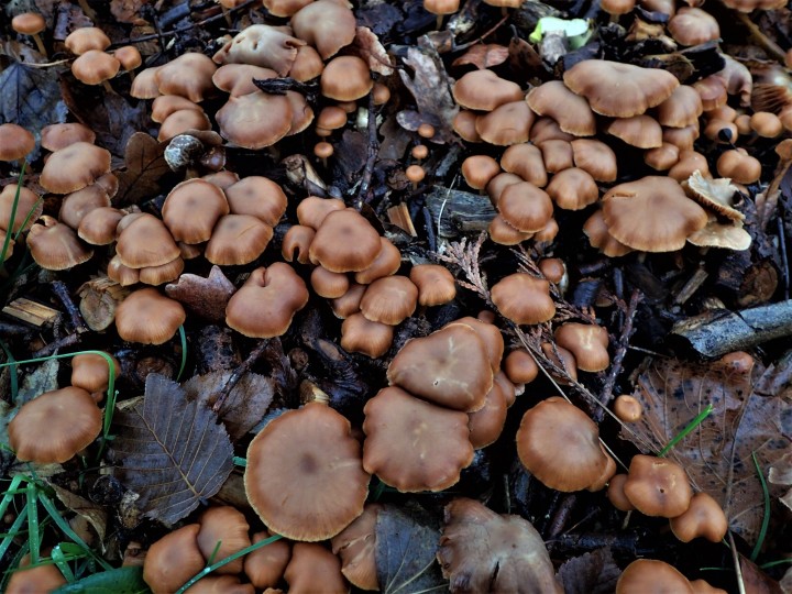 TUBARIA cf. FURFURACEA