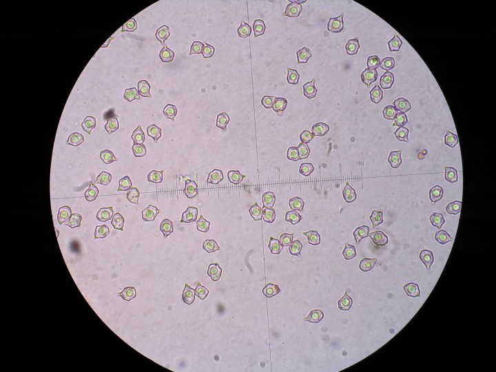 STB_0450.JPG