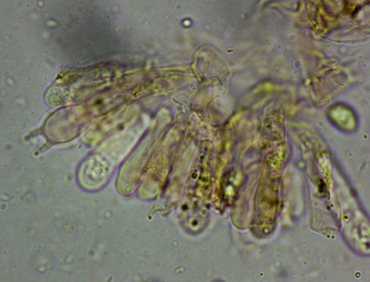 Tubaria micro 01.jpg