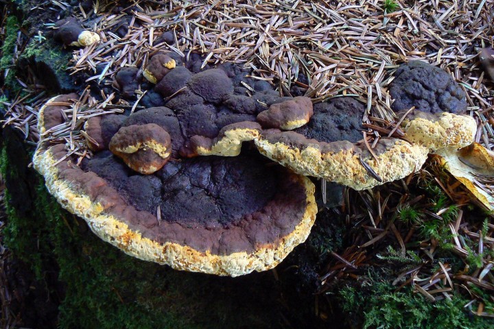 Morvan octobre 2012