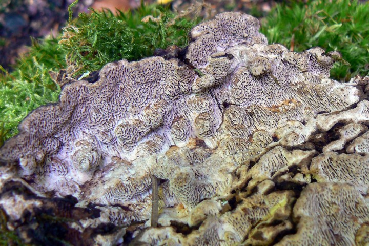 Morvan octobre 2012