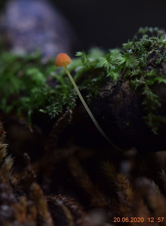 M. acicula.JPG
