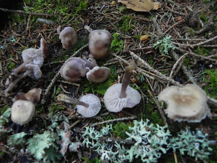 DSCN8703b.JPG