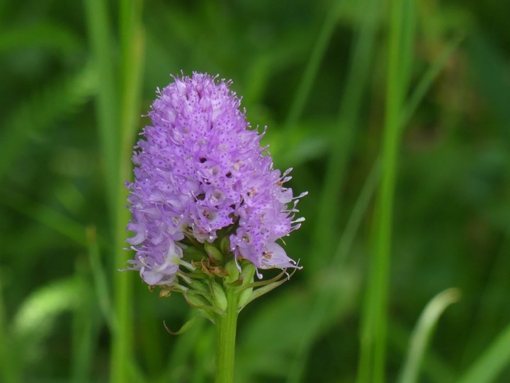 P1080910_DR.JPG