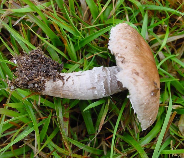 agaricus.jpg