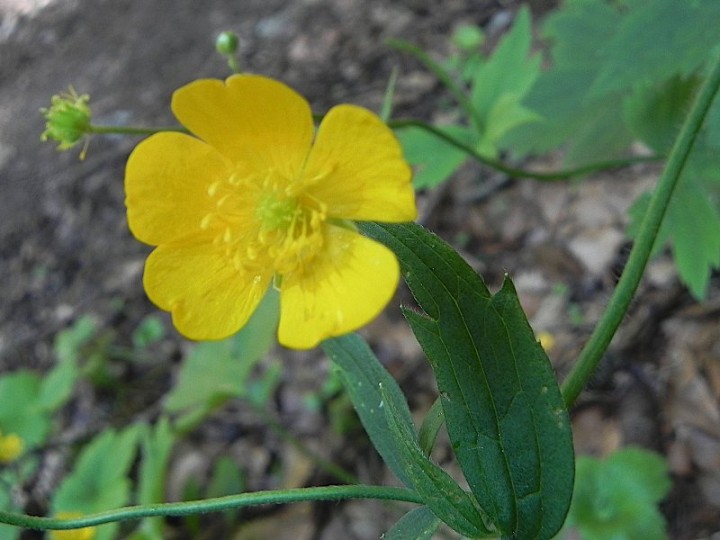 DSCN8742b.JPG