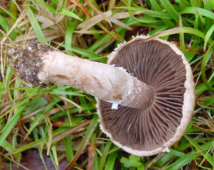 agaricus2.jpg