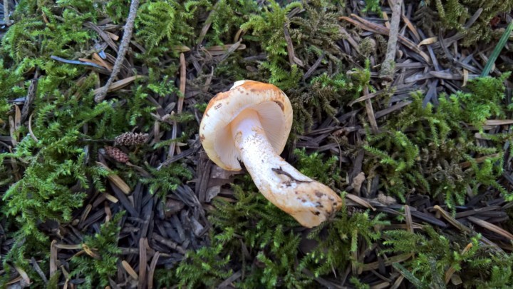 WP_20200622_17_34_18_Pro.jpg