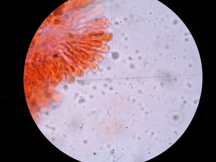 STB_0485.JPG