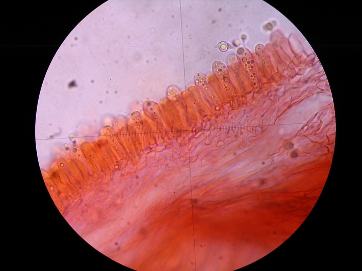 STB_0536.JPG