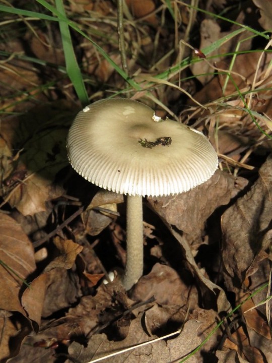 Amanita vaginata 24 JUIN 2020 BALSAC (3).JPG