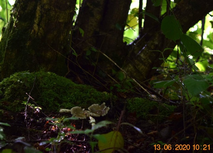 DSC_1245_01.JPG